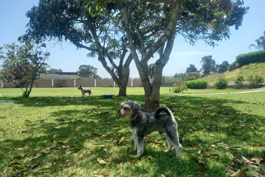 Adiestramiento de perros en Lima 1