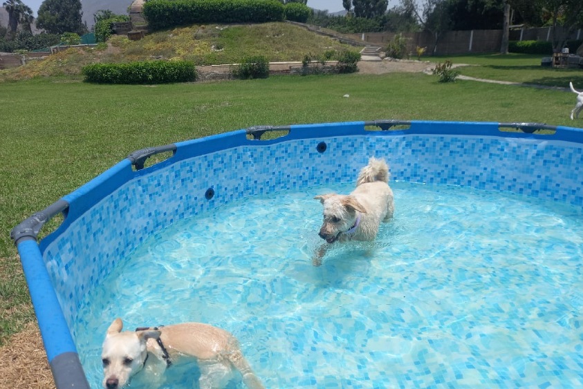 Adiestramiento de perros en Lima 11