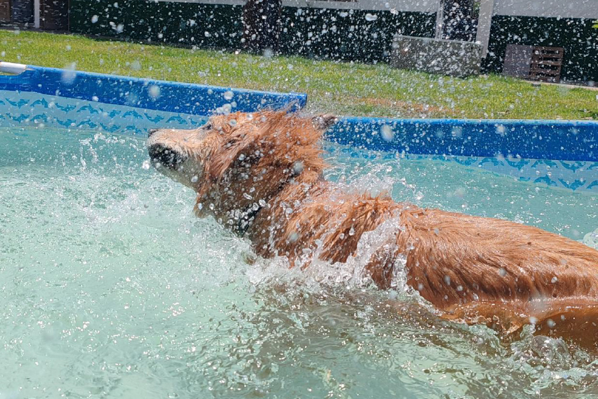 Adiestramiento de perros en Lima 12