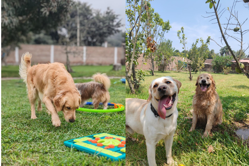 Adiestramiento de perros en Lima 13