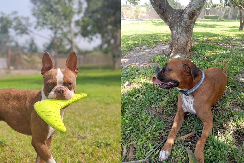 Adiestramiento de perros en Lima 14