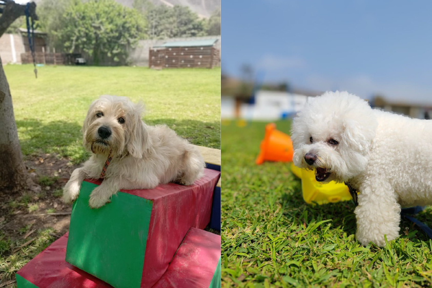 Adiestramiento de perros en Lima 15