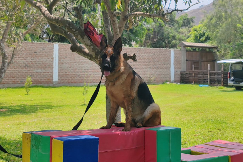 Adiestramiento de perros en Lima 16