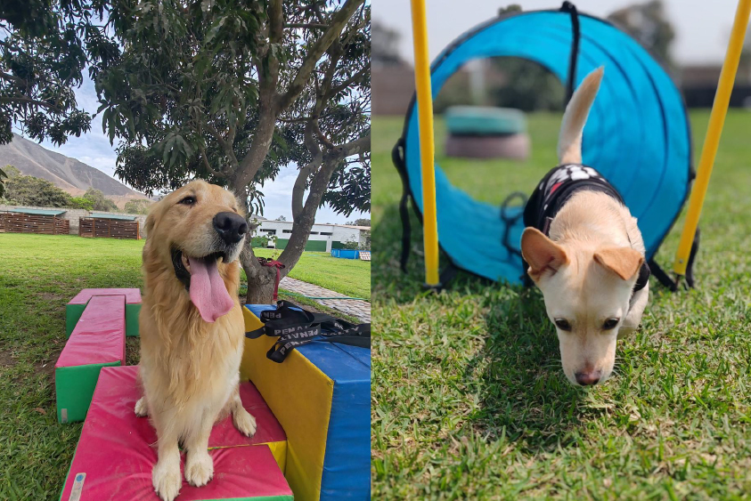 Adiestramiento de perros en Lima 18