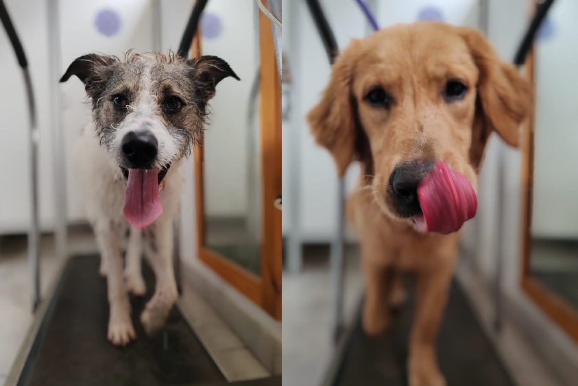 Adiestramiento de perros en Lima 19