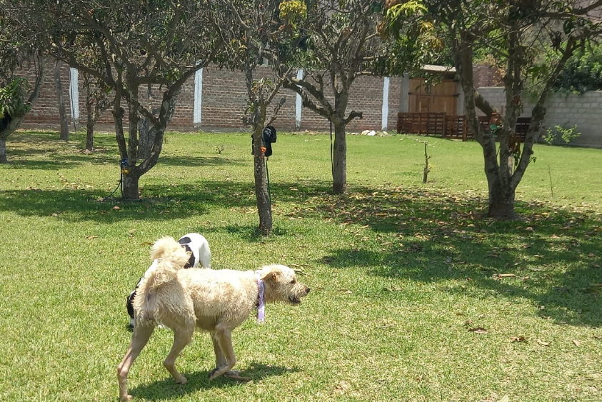 Adiestramiento de perros en Lima 2