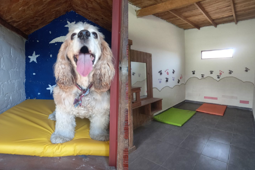 Adiestramiento de perros en Lima 21