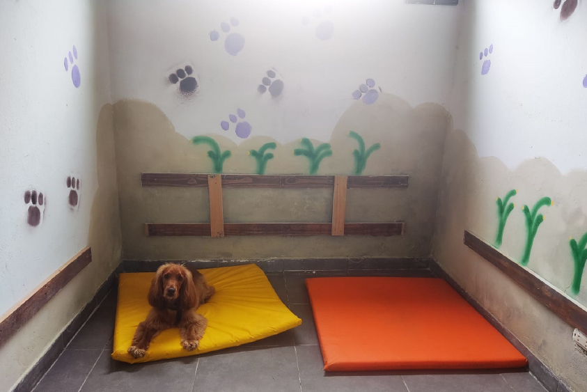 Adiestramiento de perros en Lima 22