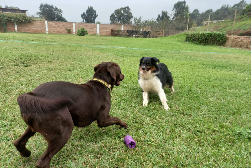 Adiestramiento de perros en Lima 24