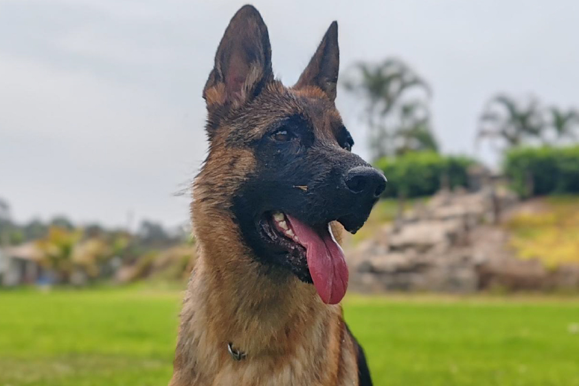 Adiestramiento de perros en Lima 3