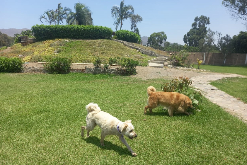 Adiestramiento de perros en Lima 4