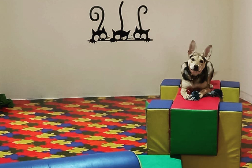 Adiestramiento de perros en Lima 5