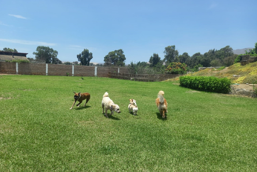 Adiestramiento de perros en Lima 6