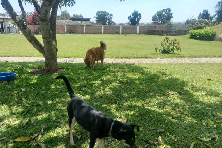 Adiestramiento de perros en Lima 7