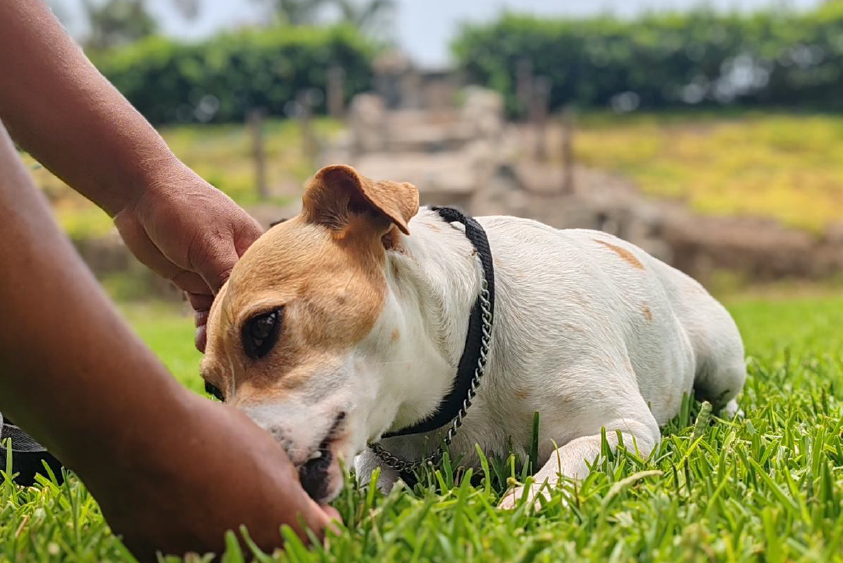 Adiestramiento de perros en Lima 8