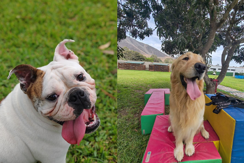 Adiestramiento de perros en Lima 9