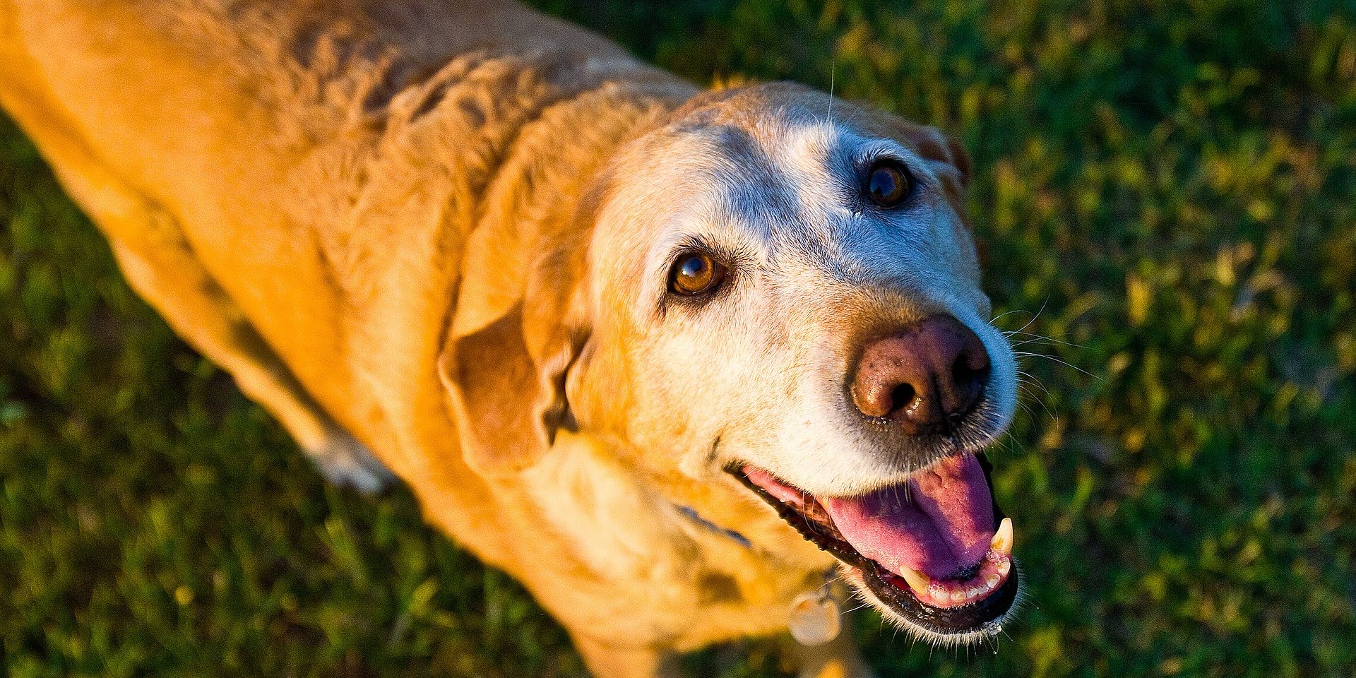 foto de cómo cuidar y disfrutar junto a un perro anciano