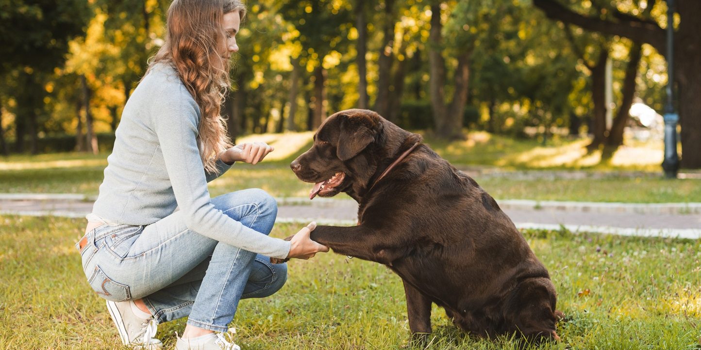 Adiestramiento de perros en Lima los mejores métodos para cada raza