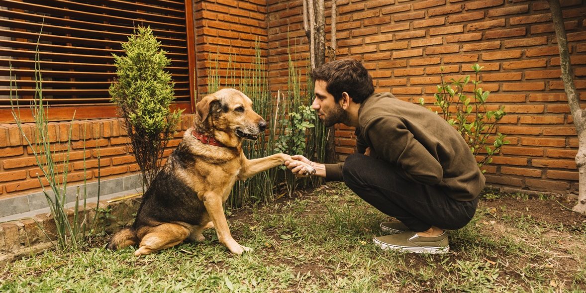 Entrenamiento de cachorros en Lima Cómo empezar desde cero