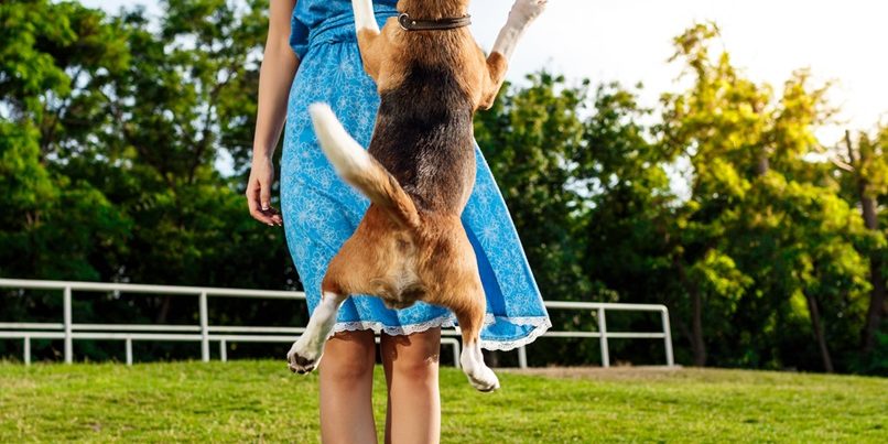 Young beautiful blonde girl walking, playing with beagle dog in park.